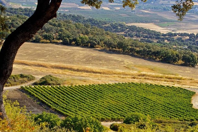 Private Ronda Wine Tour From Malaga Spain - Photo 1 of 9