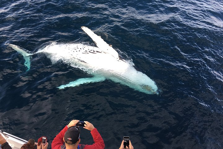 Private tour Fee to see whales and dolphins - Photo 1 of 9