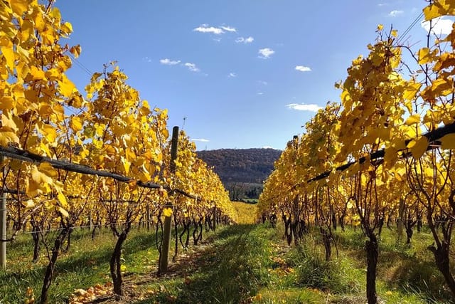 The picturesque vineyards in fall of Madrid Wine Country 