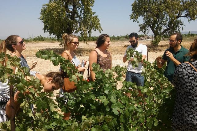 visiting the vineyards to learn about growing grapes