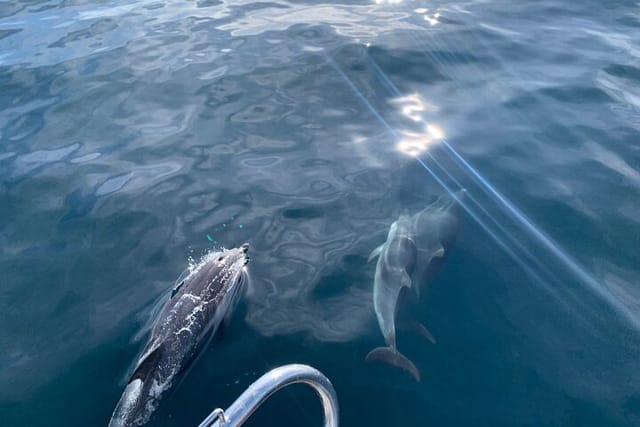 Sailing and Dolphin Watching in Marbella - Photo 1 of 18