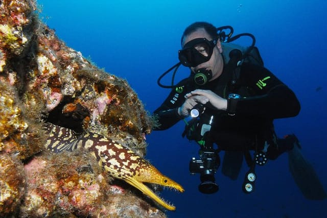 Tiger Moray