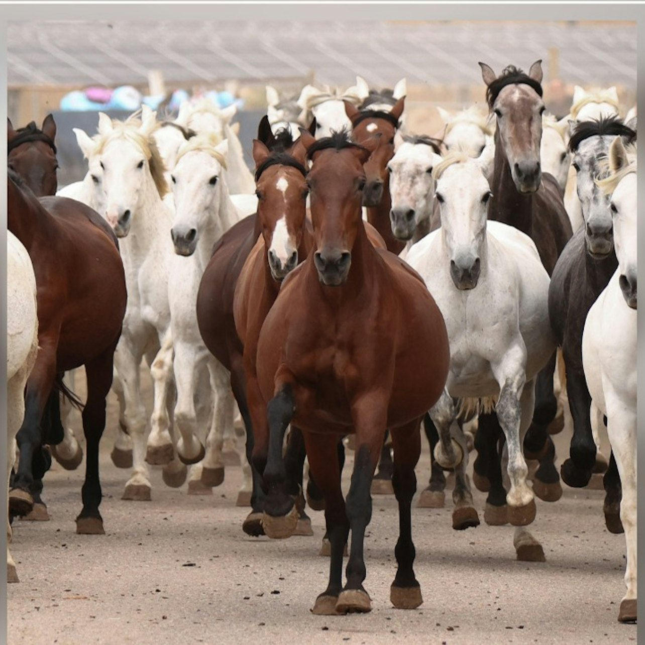 Sevilla Equestrian: The Story of A Champion - Photo 1 of 3