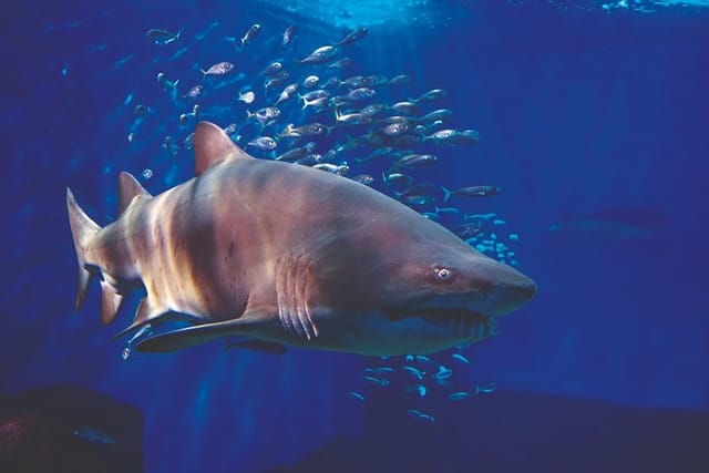 Seville Aquarium - Tiburón toro