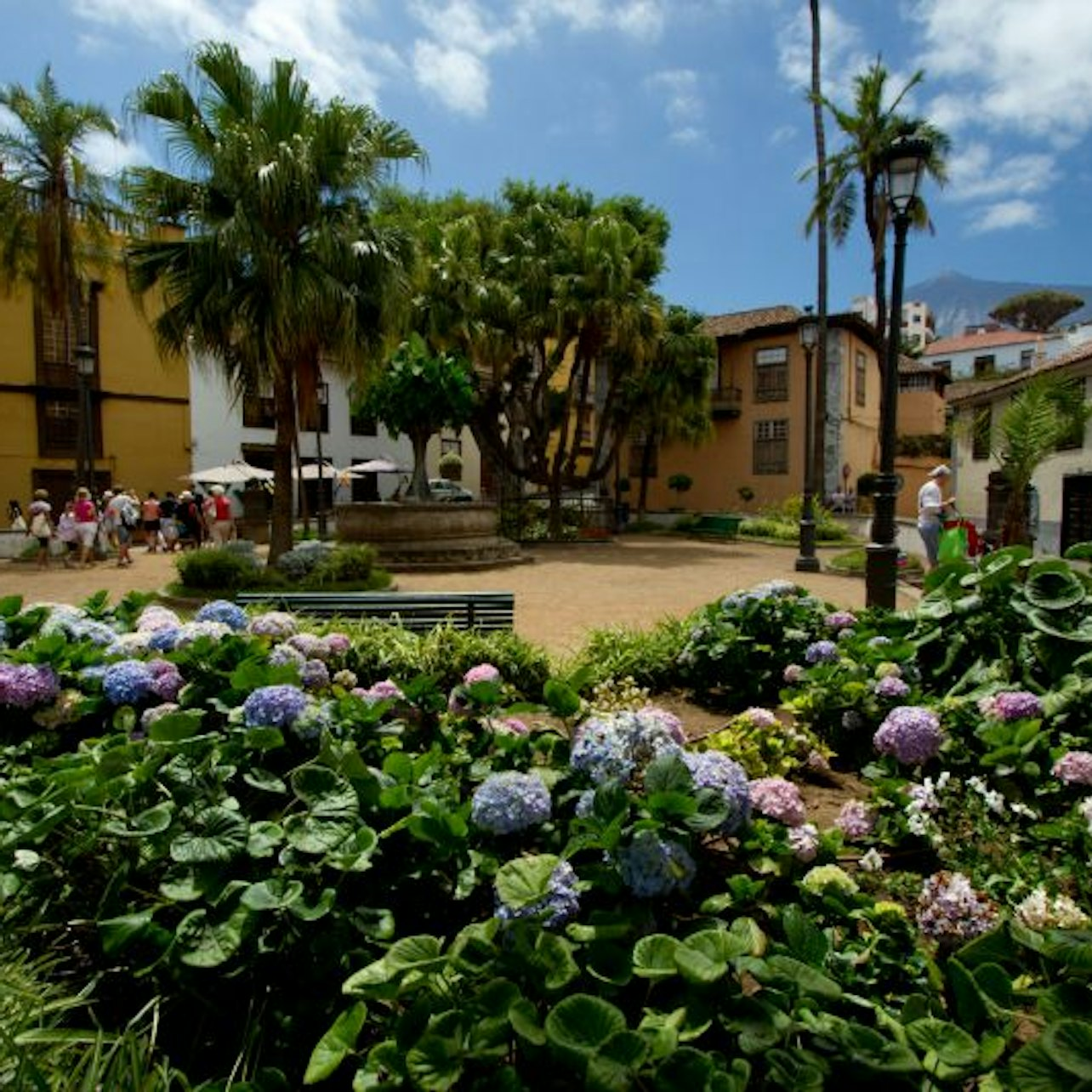 Tenerife Dragon Tree and Botanical Gardens - Photo 1 of 4