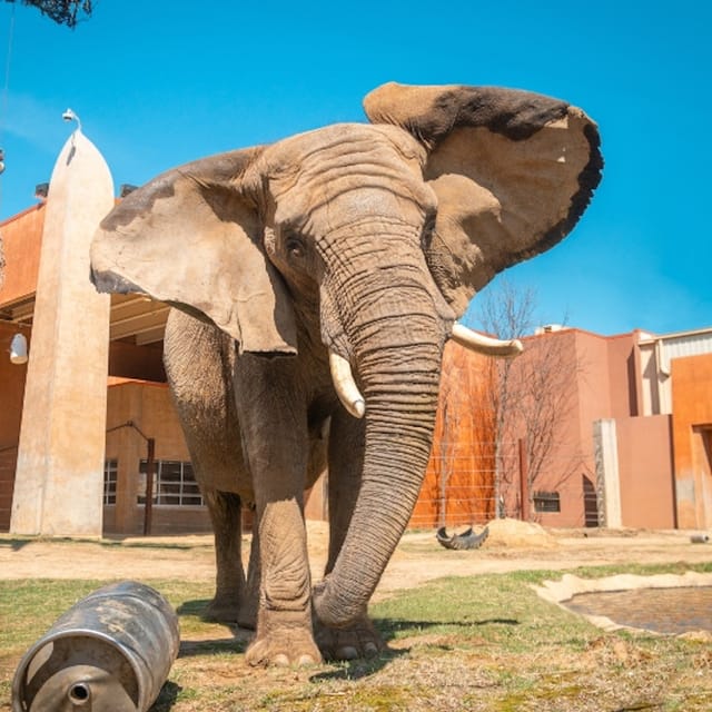 Toledo Zoo: Entry Ticket - Photo 1 of 16