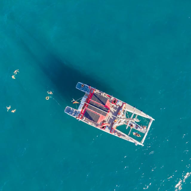 Whale Watching Tenerife in an Eco-Catamaran - Photo 1 of 4