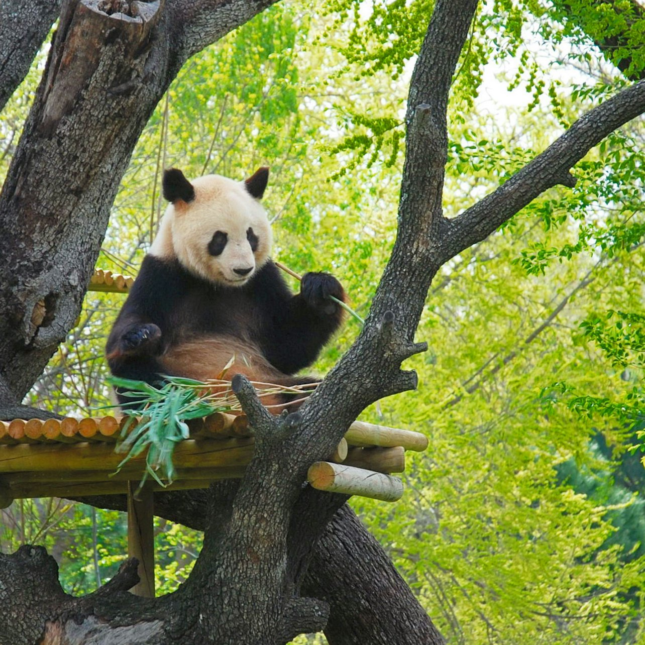 Zoo Aquarium Madrid: Skip The Line - Photo 1 of 6