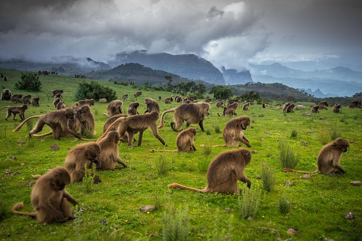 2 Days Hiking Simien Mountain  - Photo 1 of 10