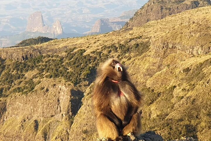 Chilada Baboons at simien mountain 