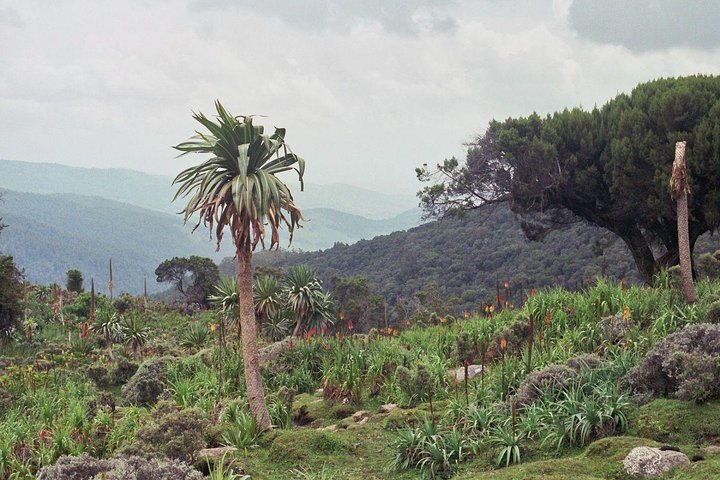 3 Days Bale Mountains Trekking - Photo 1 of 7