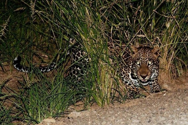 Mago National Park is one of the National Parks of Ethiopia. Located in the Southern Nations, Nationalities, and Peoples' Region
The Park is home to some 81 larger mammals like Leopards...