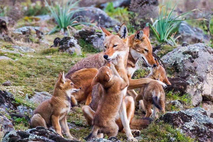 Bale Mountains National Park – 5 Day Tour - Photo 1 of 25