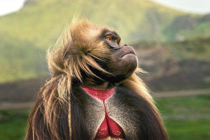 the Gelada Baboon