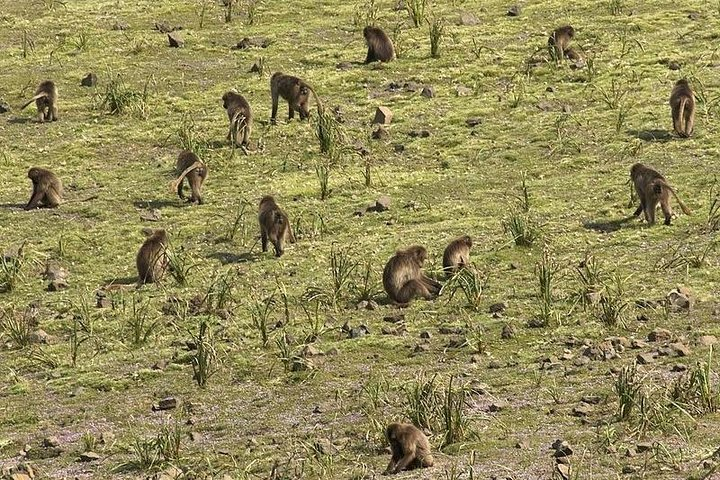 Day trek to Simien Mountains - Photo 1 of 6