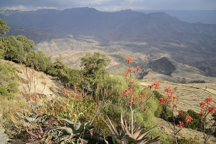 View From The Mountain, Asheton Mariam, and the Aloe Vera 