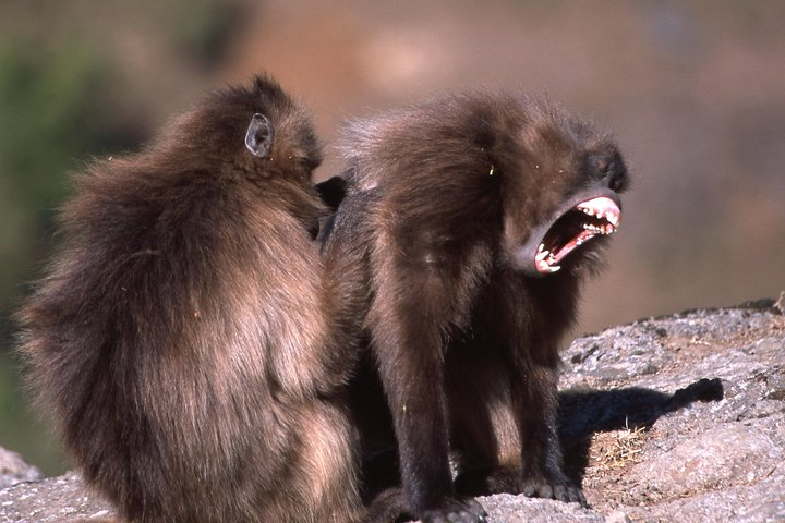 Gelada baboon 