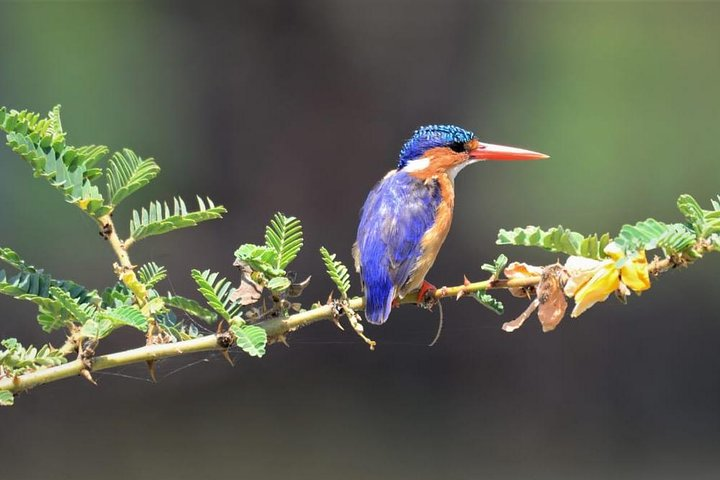 Ethiopia Birds and Wild Life ( 12 Days North and South ) - Photo 1 of 8