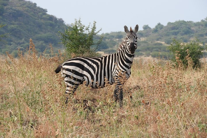 Zebra in Nechisar National Park