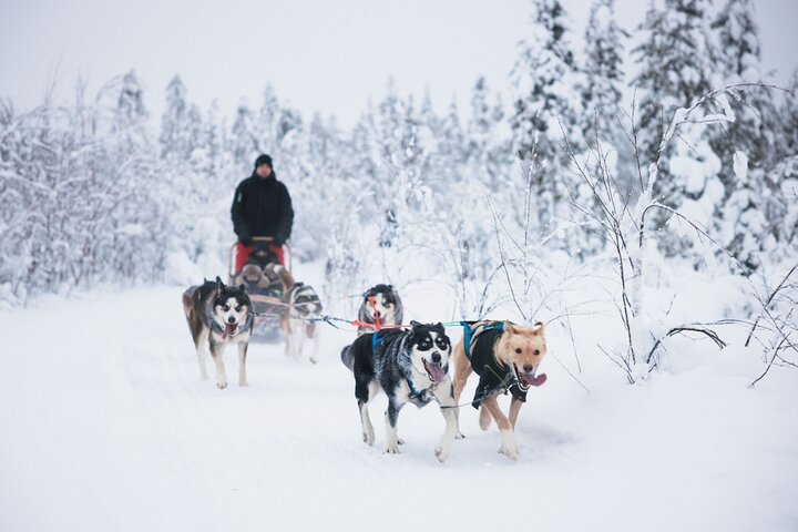 Self-driving husky tour