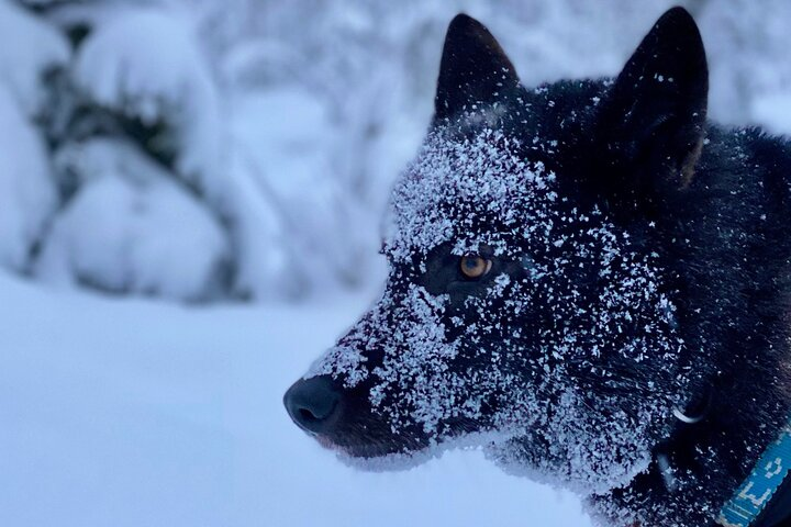 Arctic Wolf Extreme - Photo 1 of 7