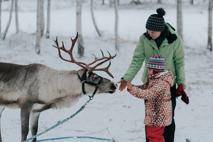 Family day: Reindeer and Husky by Snowmobile in Levi - Photo 1 of 8