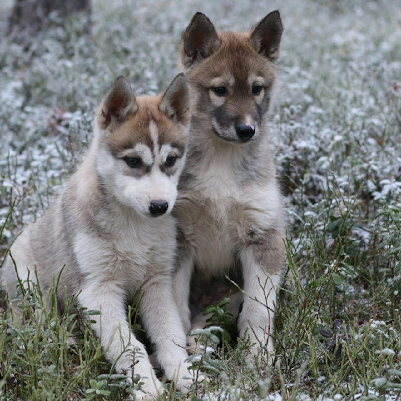 Husky Park Rovaniemi - Photo 1 of 10