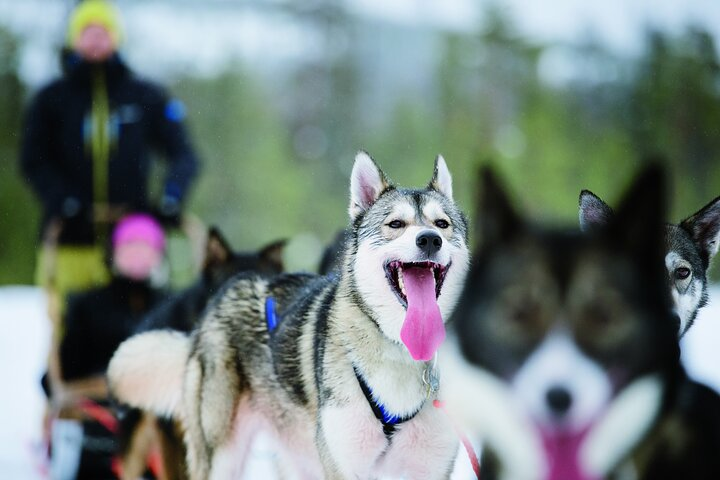 Husky Safari from Levi 2 KM or 5 KM with Husky Sledge Ride - Photo 1 of 10