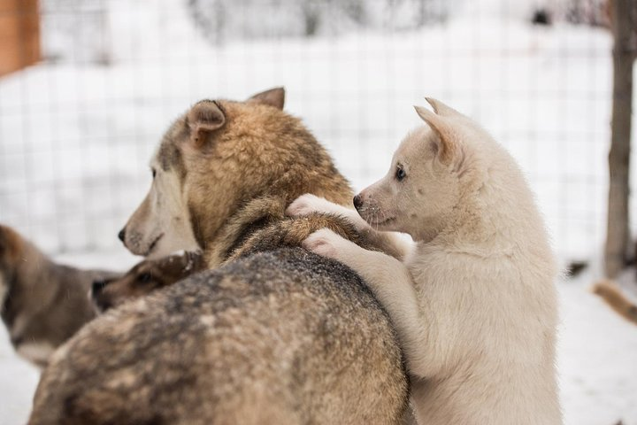 Husky Safari in Saariselka 