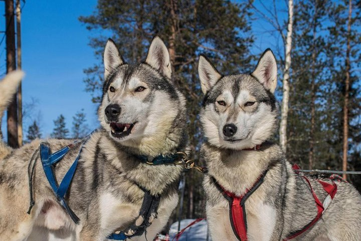 Lapland Reindeer and Husky Safari from Levi - Photo 1 of 10