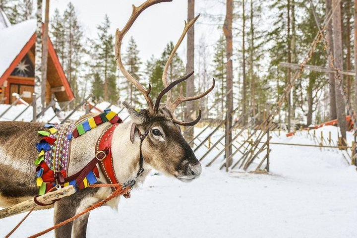 Lapland Reindeer Safari from Levi - Photo 1 of 8