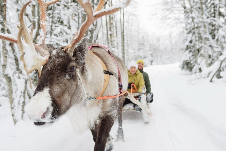 Lapland Reindeer Safari From Saariselkä - Photo 1 of 7