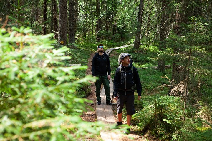 Magical Taiga Forest Hike with Lunch and Transportation - Photo 1 of 13