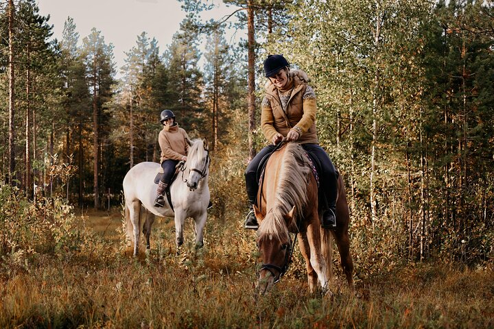 Private Finnhorse Riding in Rovaniemi, Finland with Guide - Photo 1 of 8