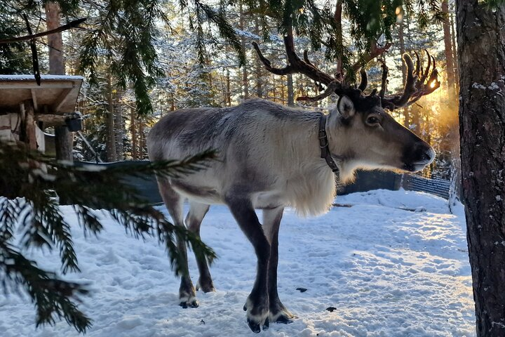 PRIVATE Reindeer Park Adventure by VIP Car - Photo 1 of 25