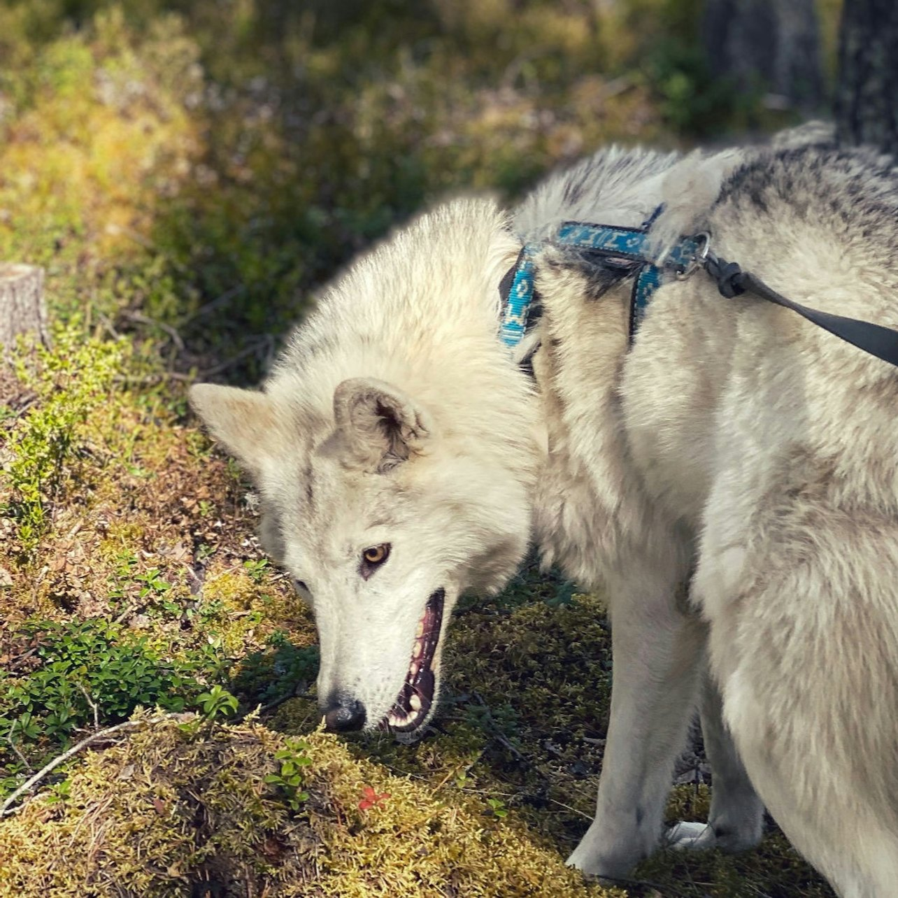 Ranua: Arctic Wolfland Sanctuary Private Tour - Photo 1 of 6