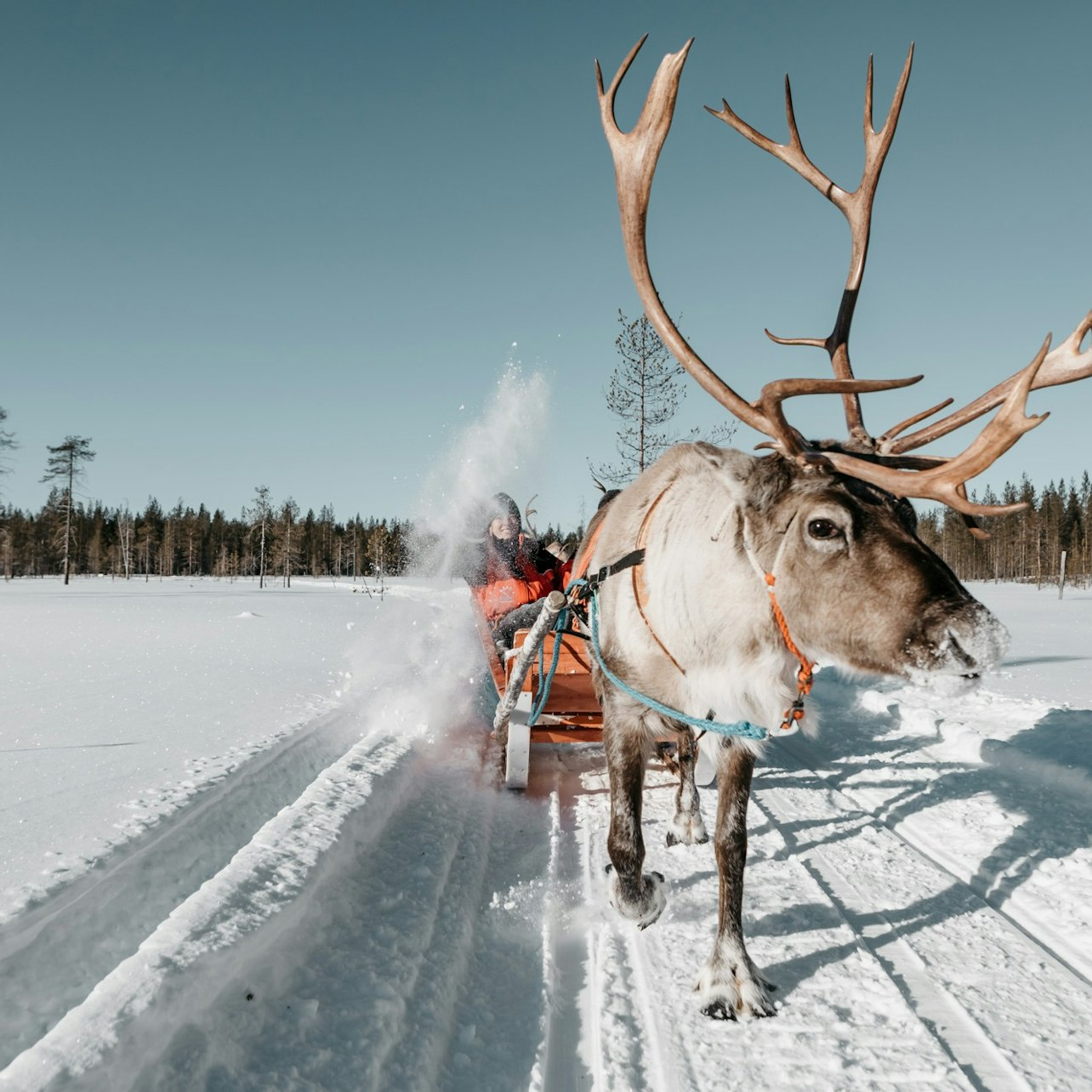 Reindeer Farm: Guided Tour + Transfer - Photo 1 of 6