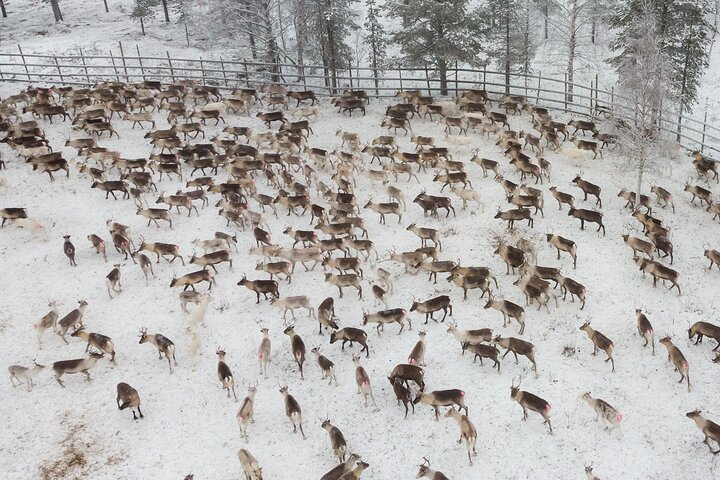 Reindeer Husbandry Experience in Levi - Photo 1 of 6