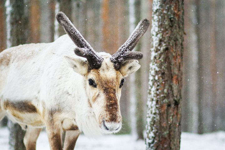 Snowshoe Trip for Searching Arctic Animals - Photo 1 of 8