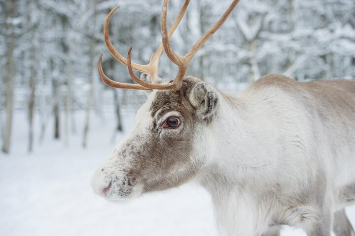 Traditional Reindeer Farm Visit with Sledge Ride in Levi - Photo 1 of 5