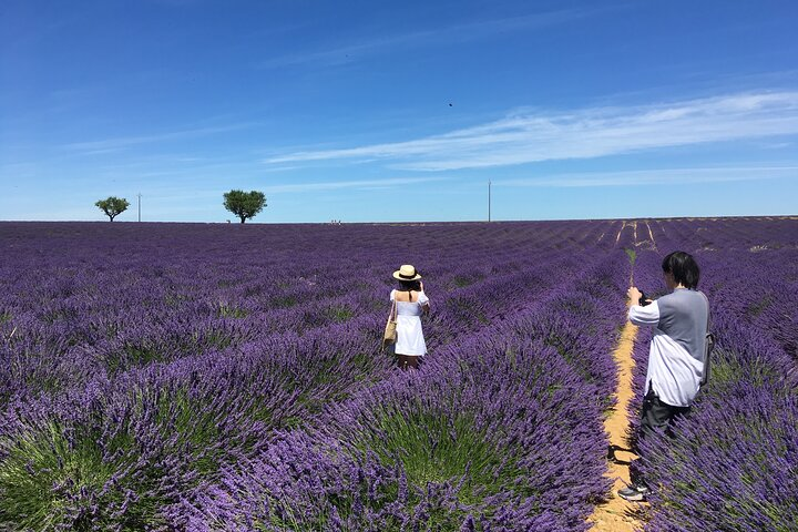 4-Hour Lavender Fields Tour in Valensole from Aix-en-Provence - Photo 1 of 6