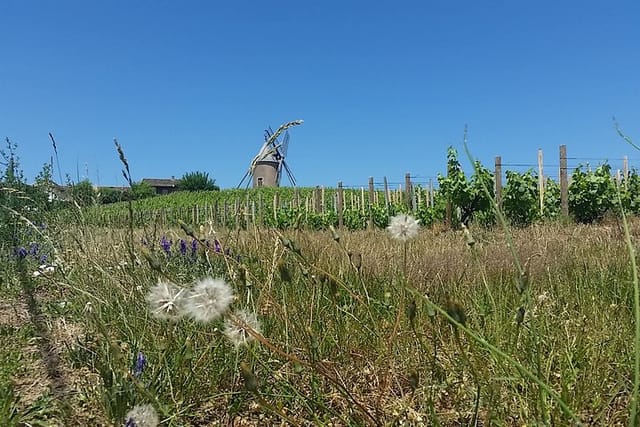 Moulin à vent Beaujolais