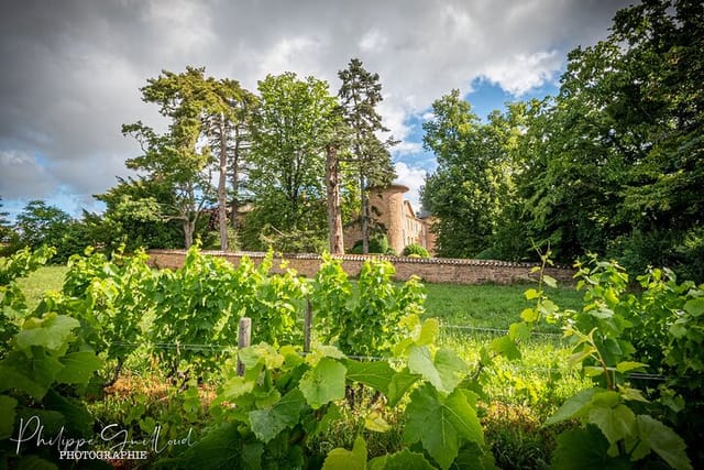 Beaujolais Wine Lovers Tour with Private Driver - Photo 1 of 3