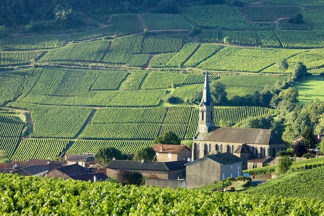 Burgundy vineyard