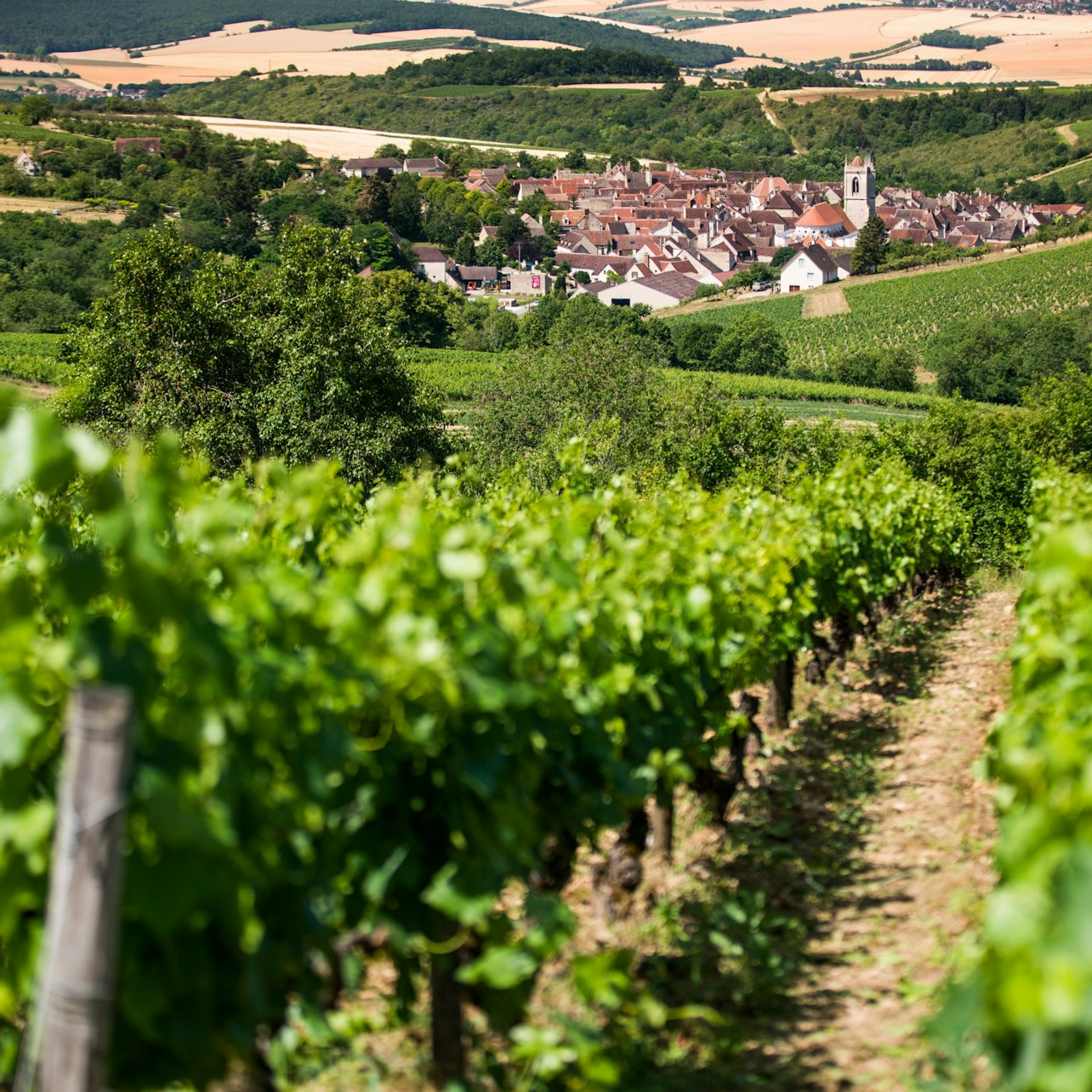 Burgundy: Wine Day Trip from Paris - Photo 1 of 12