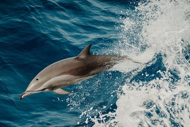 Depart Saint Raphaël: Meet the Dolphins - Photo 1 of 5