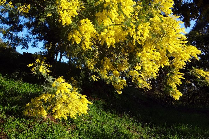 discovering the mimosa trees hills-private tour - Photo 1 of 3