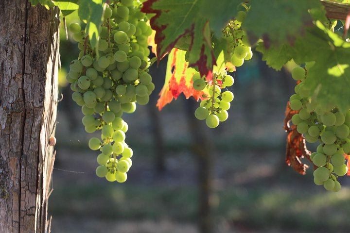 From Nantes - Vineyard of Nantes in Minivan - Half day - Photo 1 of 7