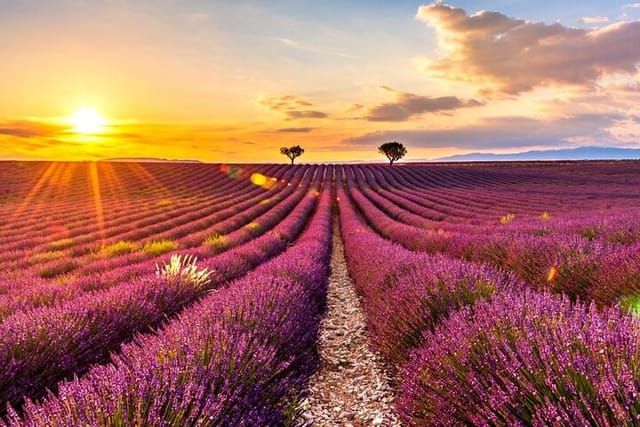 From Nice Lavander Fields Tour in Plateau de Valensole - Photo 1 of 2