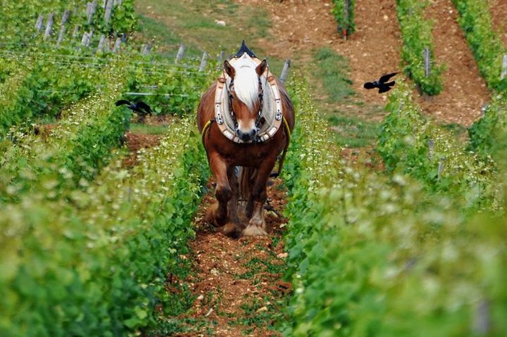 Exclusive Wine tasting